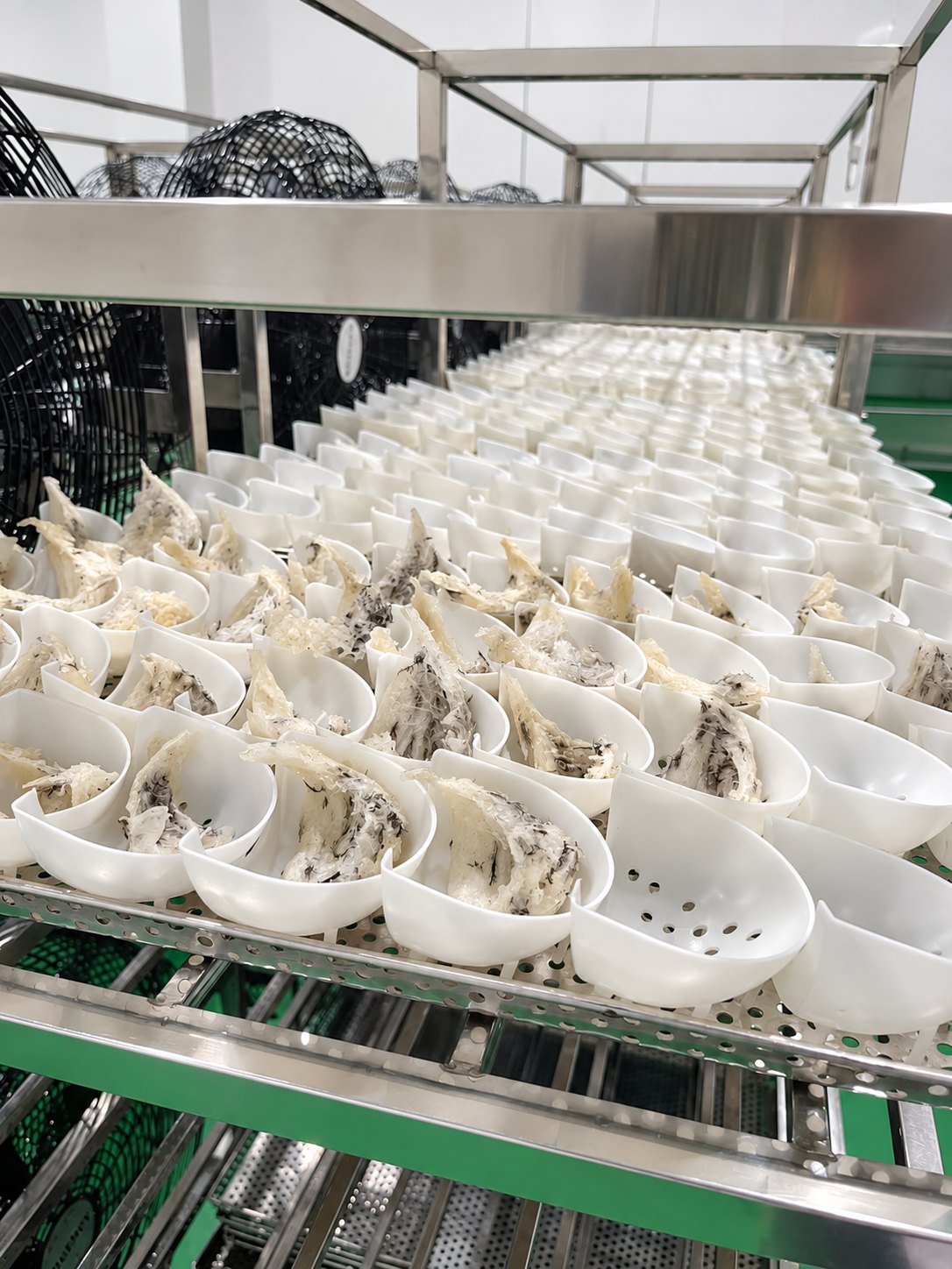 Edible bird's nest pieces arranged individually in forms on processing racks