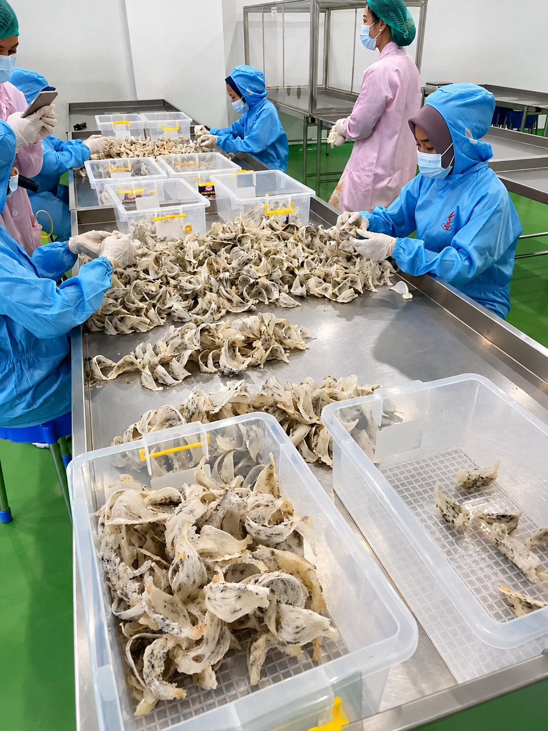 Workers manually sorting edible bird's nest material at a processing table